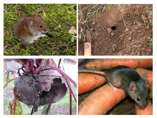 Мыши и крысы в саду, защита сада и борьба с грызунами