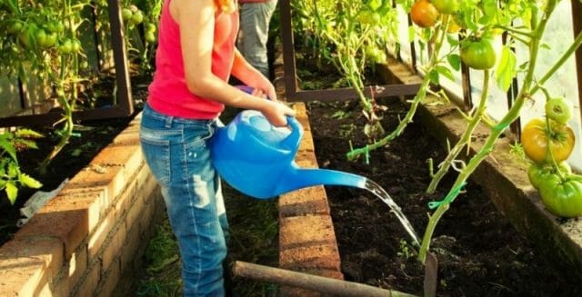 Как и когда правильно поливать растения в огороде – советы для увеличения урожая
