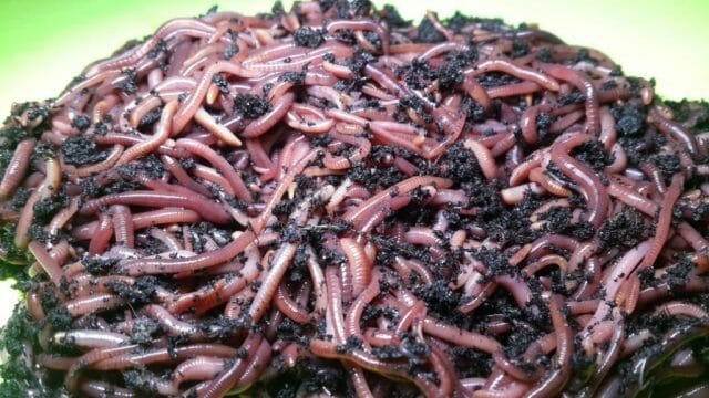 Как развести червей для рыбалки в огороде на даче или дома