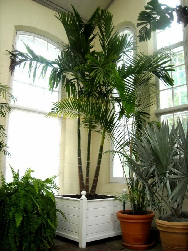 Разновидности домашней пальмы: фото, описание и правила ухода