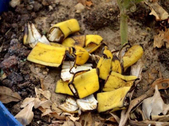 Удобрение из банановых шкурок: 6 необычных способов их применения в огороде