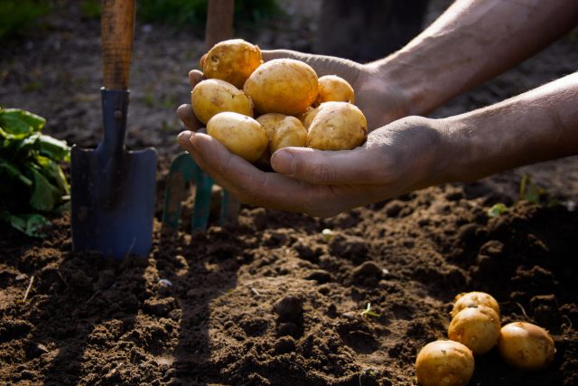 Технология посадки картофеля осенью под зиму