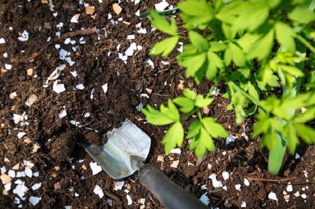Используем яичную скорлупу как удобрение для сада и огорода