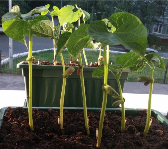 Мини-огород в квартире: как вырастить овощи, зелень у себя дома