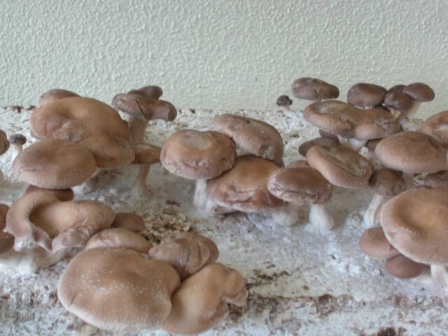 Свежий взгляд на садоводство — выращивание грибов шиитаке