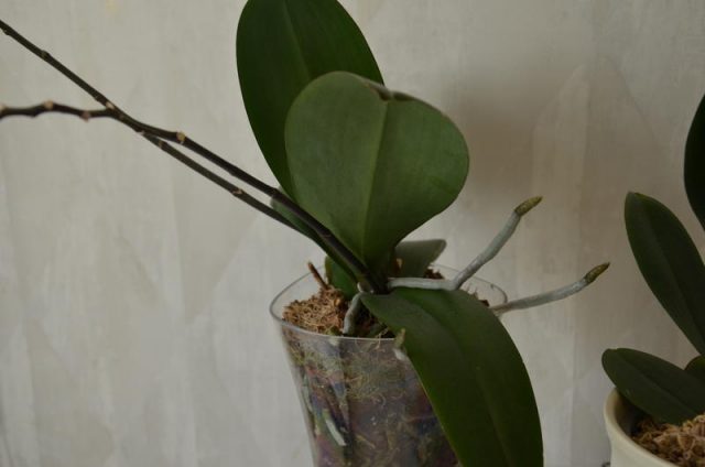 Почему у орхидеи корни сохнут и выглядывают из горшка? Сигнал, что пора принимать меры