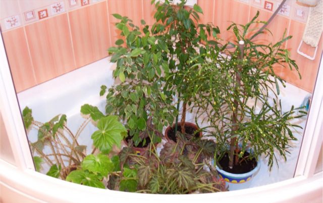 Горячий душ для комнатных растений: Раскрываем секреты