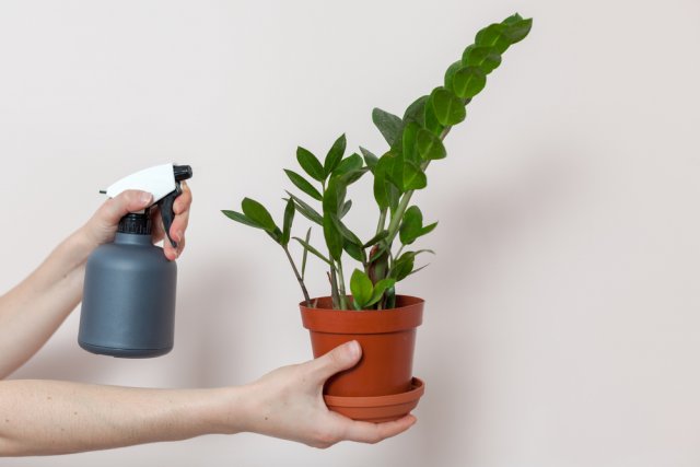 Замиокулькас в домашних условиях – как вырастить долларовое дерево