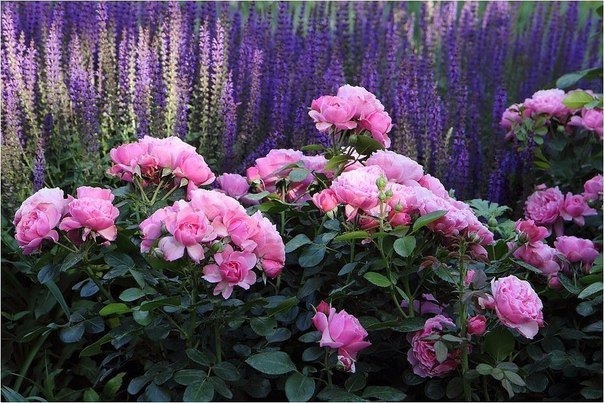 Пять лучших цветов для сада с приятным ароматом