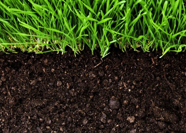9 вещей для выращивания рассады, которые нужно заготовить уже с осени