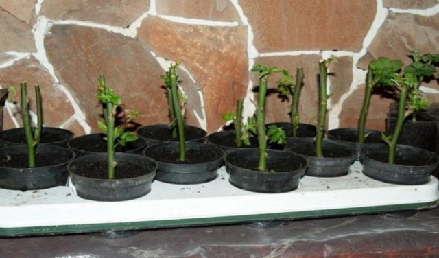Розы в буррито – простой и надёжный метод размножения черенками