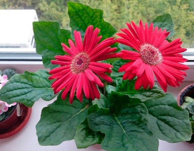 5 лучших комнатных растений для ярко-солнечного окна без капризов