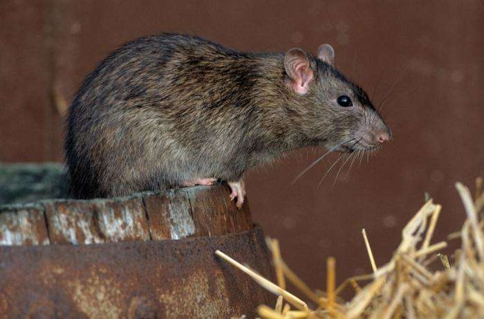 Избавляемся от земляной крысы в огороде: недорогой гуманный метод