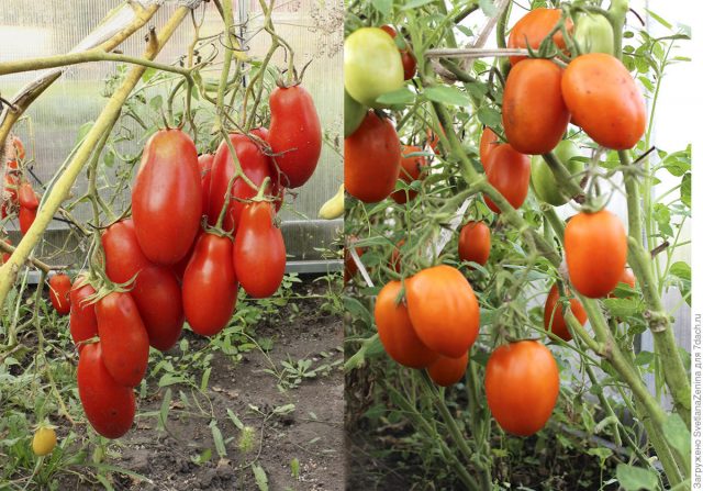 Обзор новинок: сорта и гибриды томатов сезона 2019