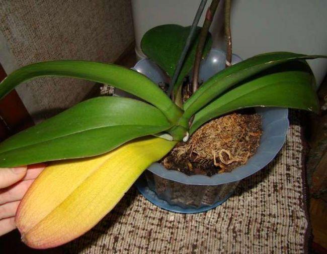 Желтеют листья у орхидеи? Хм. Почему и какие меры надо принять для здоровья растения