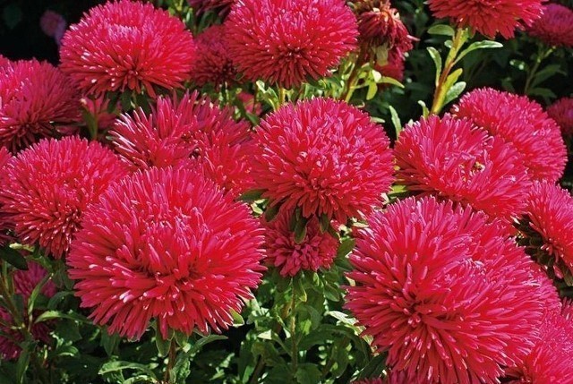 15 однолетников с красными цветками – яркие краски в вашем саду