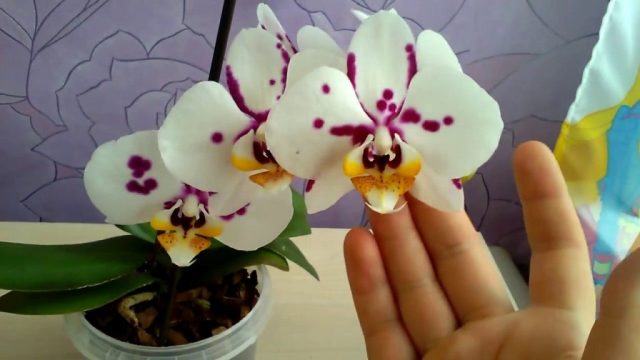 Можно ли держать в доме орхидею